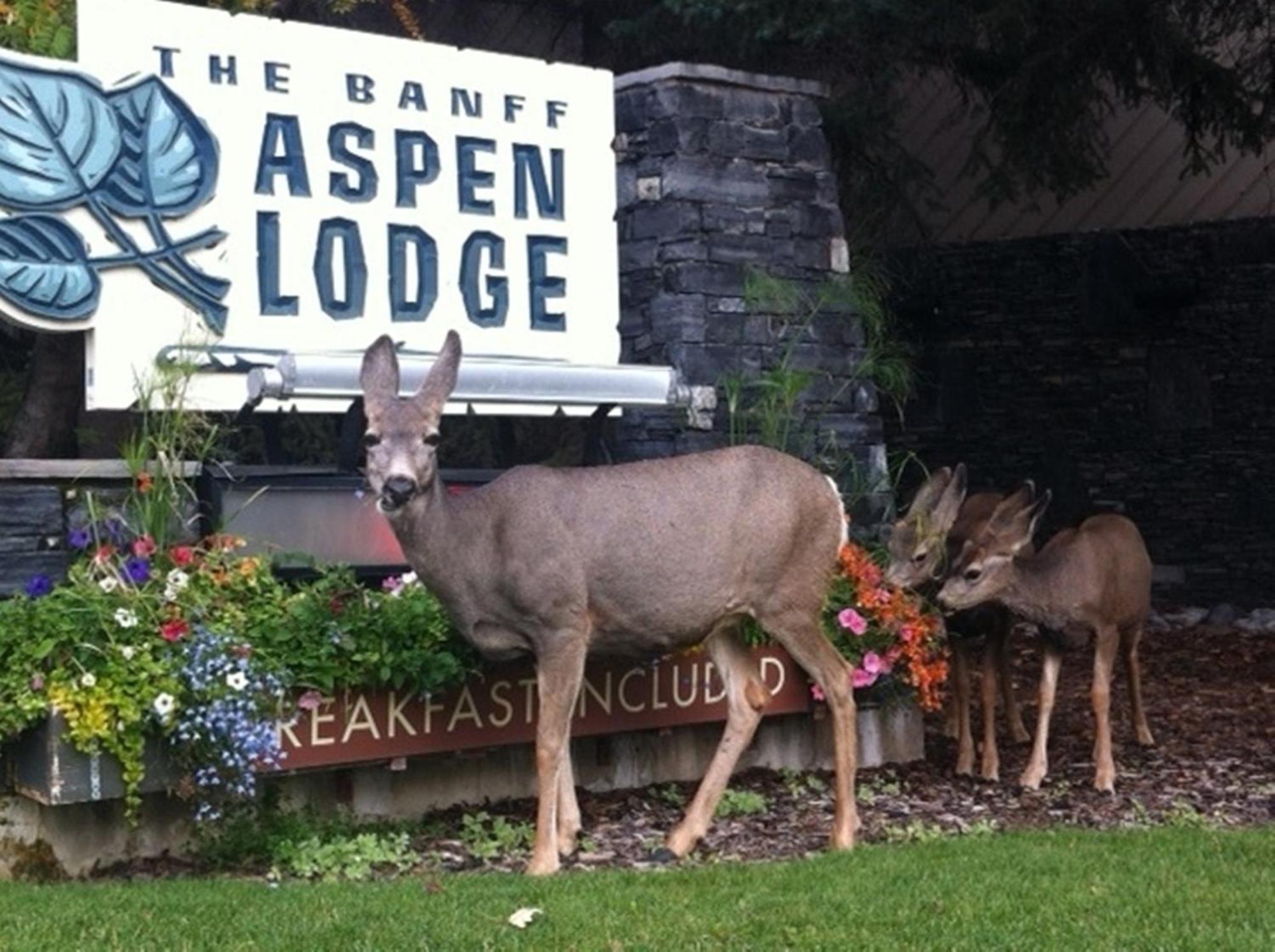 Banff Aspen Lodge Εξωτερικό φωτογραφία
